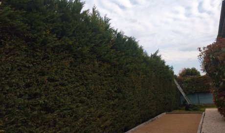 Rabattage d'une haie Fontaines-sur-Saône