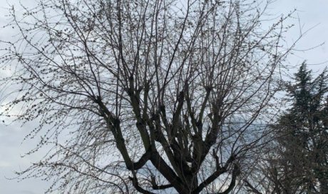 Arbre avant élagage Brignais