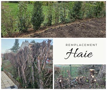 Remplacement de haie L'Arbresle