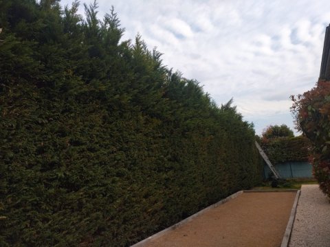 Rabattage d'une haie Fontaines-sur-Saône