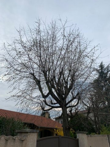 Arbre avant élagage Brignais