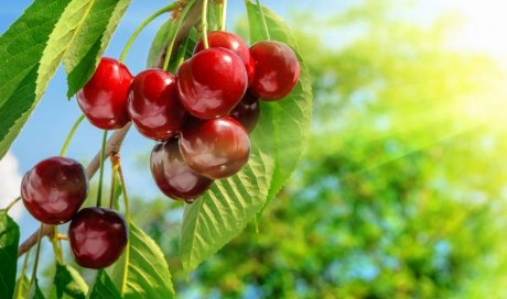 Plantation d'arbres fruitiers - L'Arbresle - Buisson Entretien Création