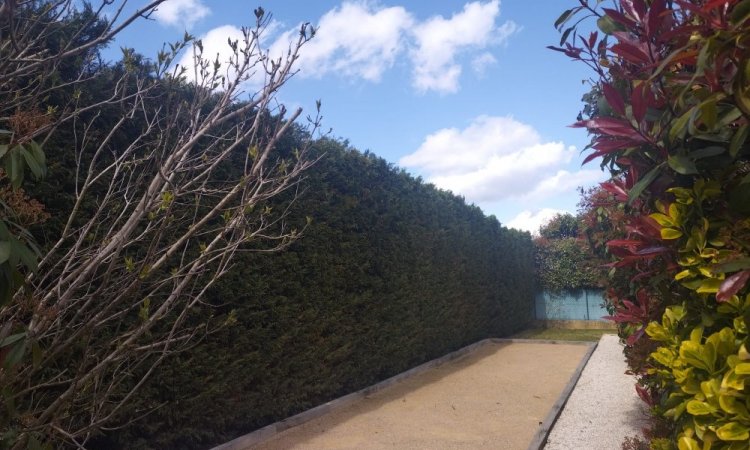 Rabattage d'une haie Fontaines-sur-Saône